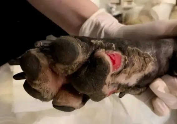 Pregnant dogs rush into the fire and rescue their owners, and they get abandoned: treatment costs too much