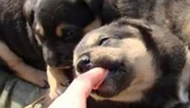 The tea farmer is suspected of having sustained an injury to a dog and died 50 days later of rabies