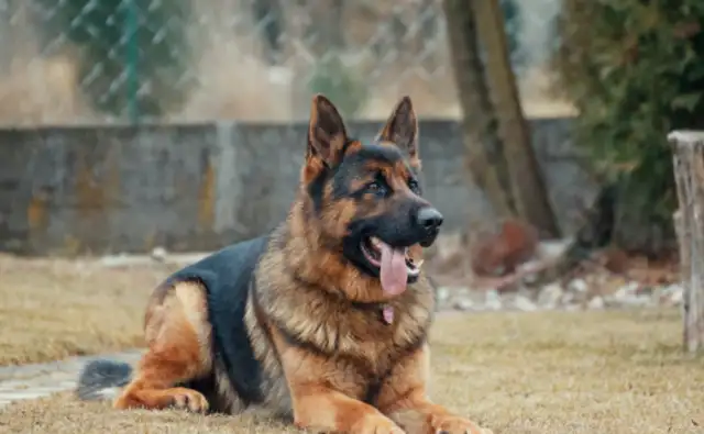 A 7-year-old boy was taken by a neighbor's dog and died: the first trial held the dog owner responsible for 70 per cent of the crime