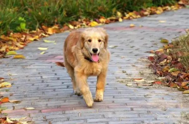 After the dog and the master went missing, they came to the pet hospital for help