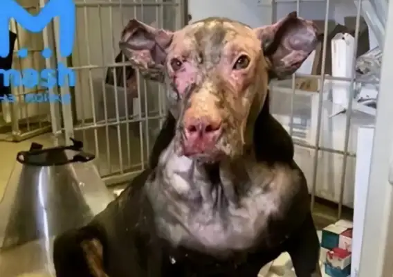 Pregnant dogs rush into the fire and rescue their owners, and they get abandoned: treatment costs too much
