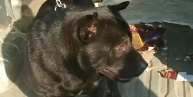 A dog in Dog City costs $65,000? Big brother: This is the five black men with the tail of money