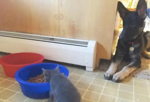 We got a new cat on the Internet, but we think we got a pet for the dog
