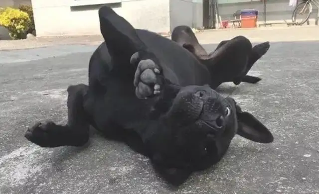 Grandma used to feed only the bones and black dogs, and now the bowl is full of flesh