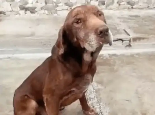 The stray dog is hungry on the beach, and no one asks