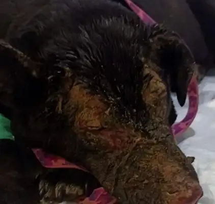 Pregnant dogs rush into the fire and rescue their owners, and they get abandoned: treatment costs too much