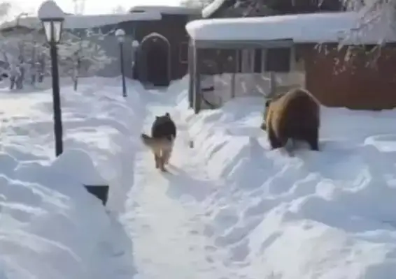 When you see a bear looking for his own game, the dog turns around and runs