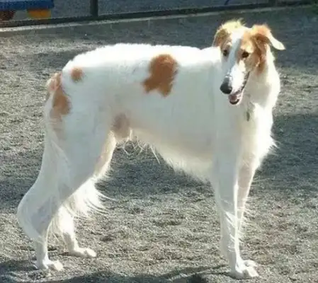 The West has taken over the Russian dog