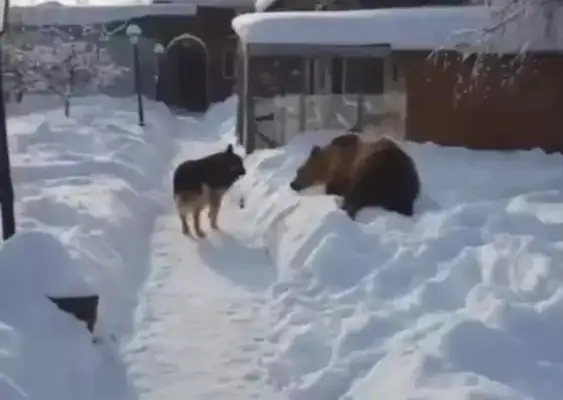 When you see a bear looking for his own game, the dog turns around and runs