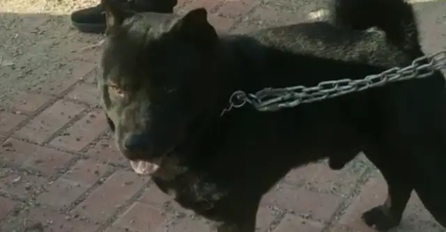 A dog in Dog City costs $65,000? Big brother: This is the five black men with the tail of money