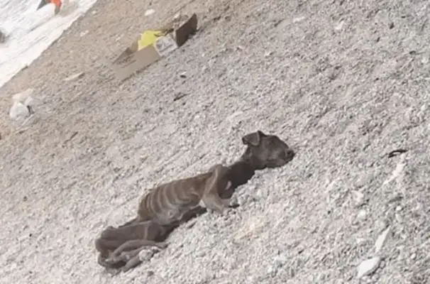 The stray dog is hungry on the beach, and no one asks