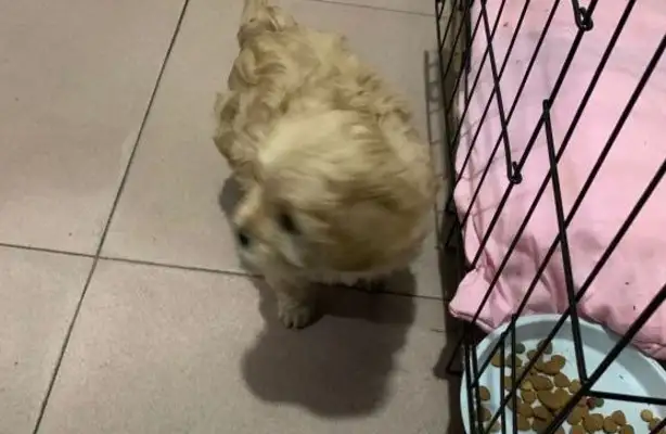 The netizens used dog food to seduce the gold hair, see if it was right or not