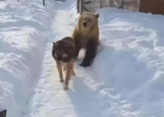 When you see a bear looking for his own game, the dog turns around and runs