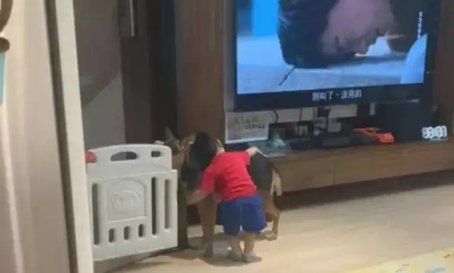 A 1-year-old brother hugged a puppy in the corner and shouted I liked you. Perfect