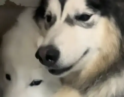 Help! The dog licks the cat like a mango nucleus