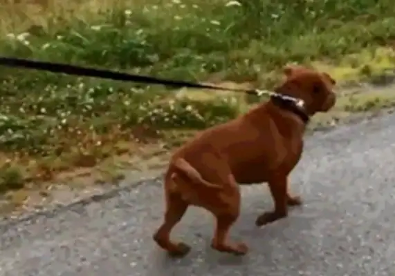 The other dogs went out and called a walker, but the dog was different!