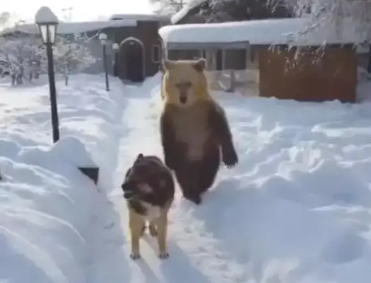 When you see a bear looking for his own game, the dog turns around and runs