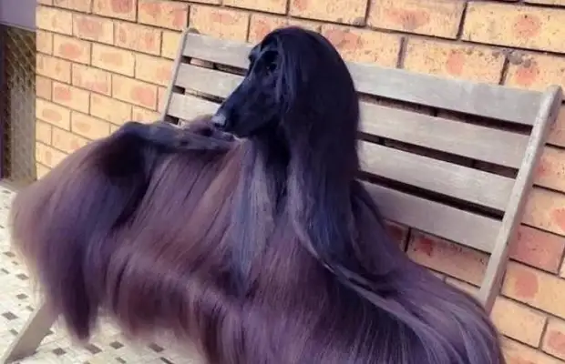 The most beautiful dog in the world, who looks like the Night King, can buy a car once