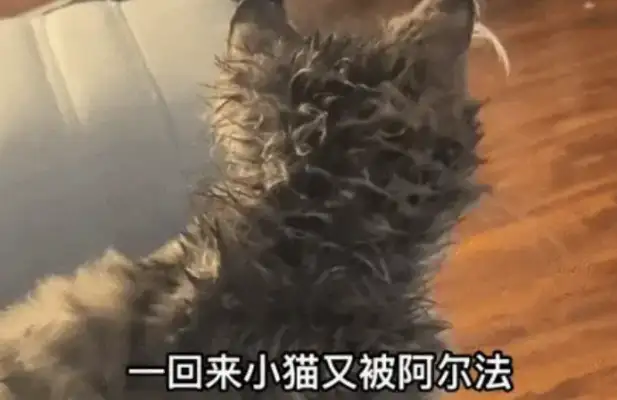 Help! The dog licks the cat like a mango nucleus