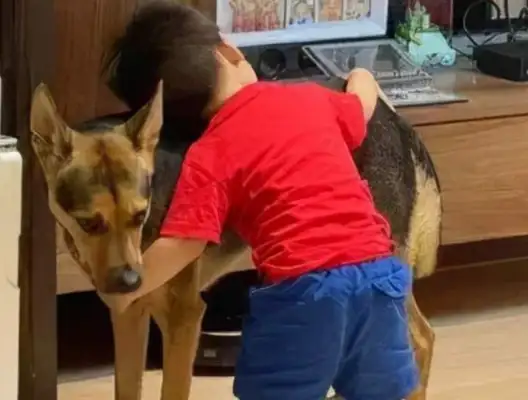 A 1-year-old brother hugged a puppy in the corner and shouted I liked you. Perfect