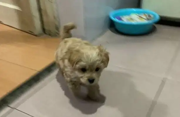 The netizens used dog food to seduce the gold hair, see if it was right or not