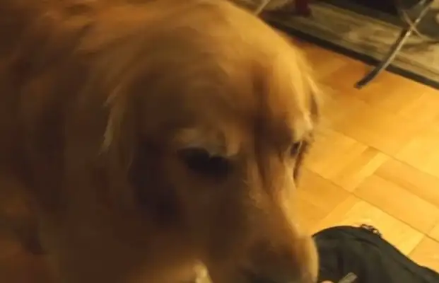 Superreal golden hound