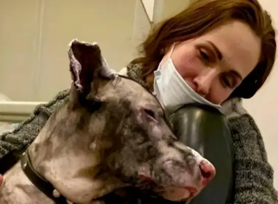 Pregnant dogs rush into the fire and rescue their owners, and they get abandoned: treatment costs too much