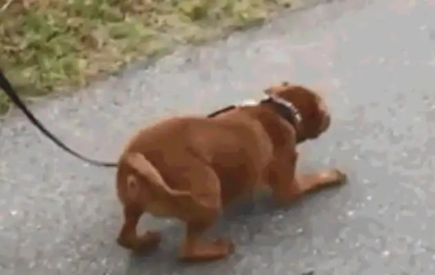 The other dogs went out and called a walker, but the dog was different!
