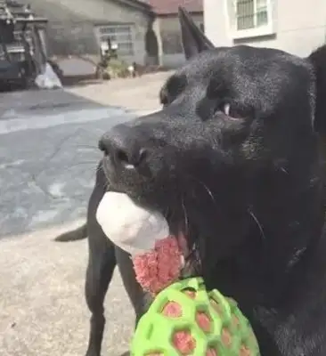 Grandma used to feed only the bones and black dogs, and now the bowl is full of flesh