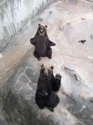 What's a bear's IQ? A bear fought in World War II and was promoted to sergeant