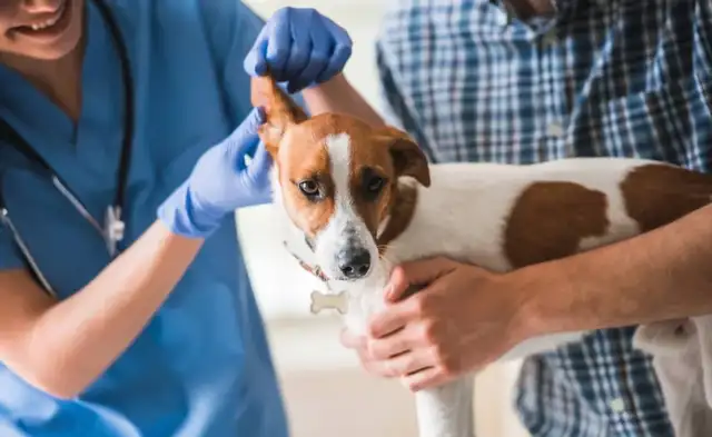 Knowledge of canine diseases: symptoms, types and treatment guidelines