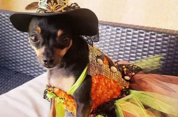 When the Chihuahua was rescued, he went to the top of the dog's life, enjoyed a beautiful dress in his nails, and lived in luxury