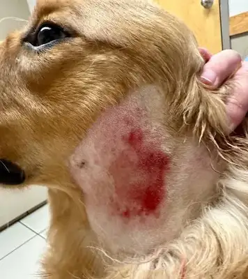 Knowledge of canine diseases: symptoms, types and treatment guidelines