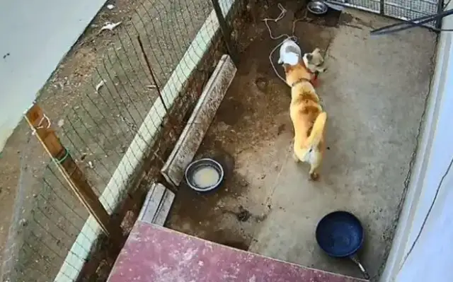 The man heard the dog barking and then came to the cage and found an extra dog