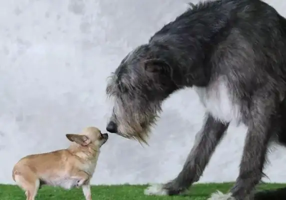 Chihuahua wants to go to the table and step on the big dog! Why would a big dog get bullied by a dog