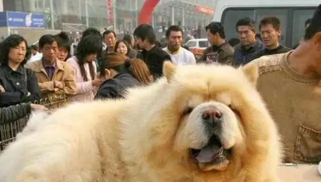 Send the Pine Lion to Dad. I saw the dog a month later