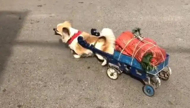 Grandmother fell on her leg and couldn't walk. The dog buys her food every day. It's an admirable and painful dry figure