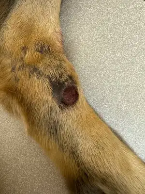 Knowledge of canine diseases: symptoms, types and treatment guidelines