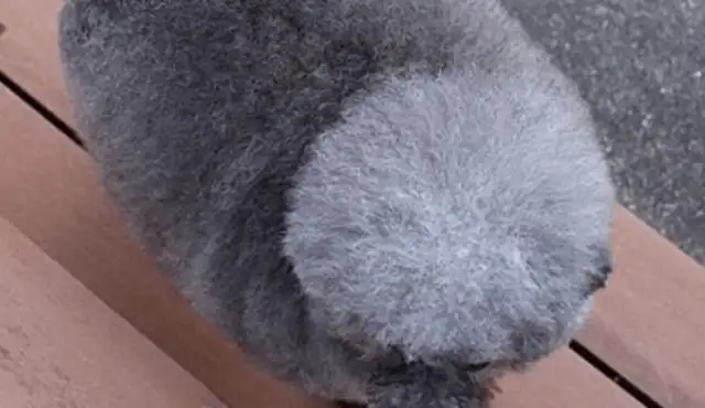 The dog was taken to the pet shop to look at the shape, and it felt like the dog was closing