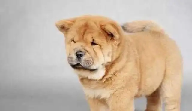Send the Pine Lion to Dad. I saw the dog a month later