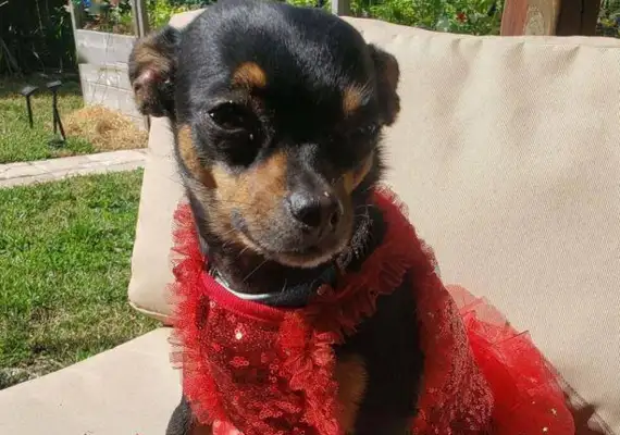 When the Chihuahua was rescued, he went to the top of the dog's life, enjoyed a beautiful dress in his nails, and lived in luxury