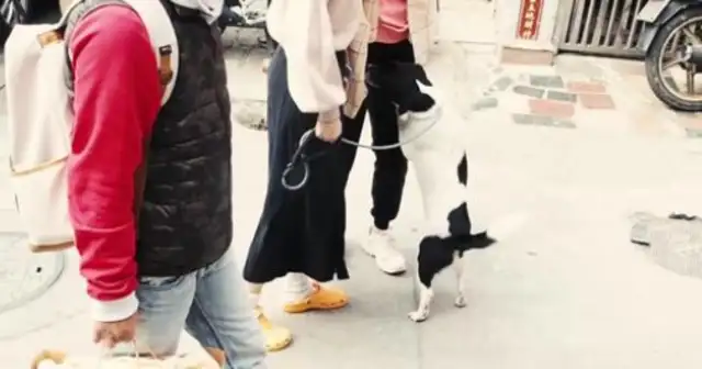 The lion bites the dog teacher, and the lady says the real reason: the dog was stabbed with a stick. Pass