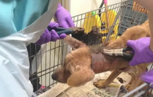 The dog's neck is covered with a barrel, and it's not allowed to get close, but it's got a big thumb