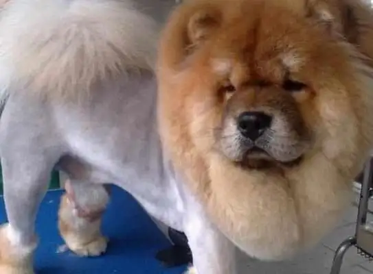 Send the Pine Lion to Dad. I saw the dog a month later
