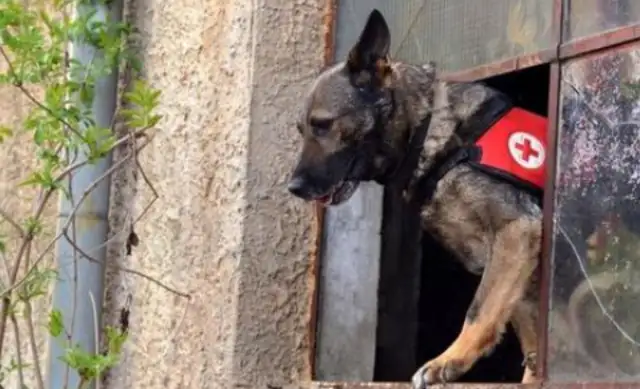 A foster search and rescue dog, with two rows of locks, managed to escape, and was eventually returned by a kind man