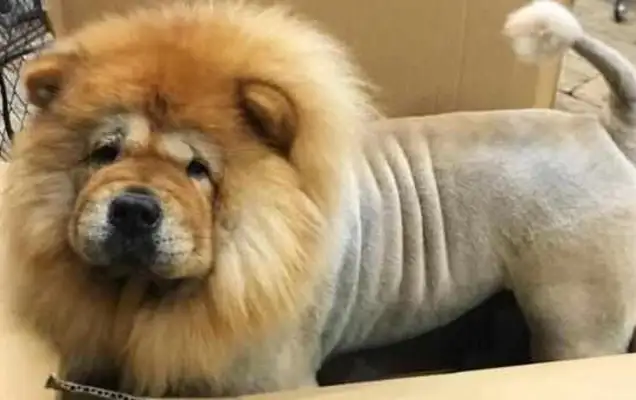 Send the Pine Lion to Dad. I saw the dog a month later