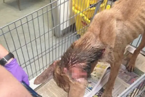 The dog's neck is covered with a barrel, and it's not allowed to get close, but it's got a big thumb