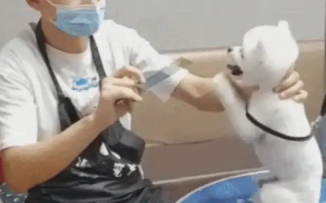 The hairdresser's ready to cut his hair in advance. The dog keeps asking, please don't make it ugly!