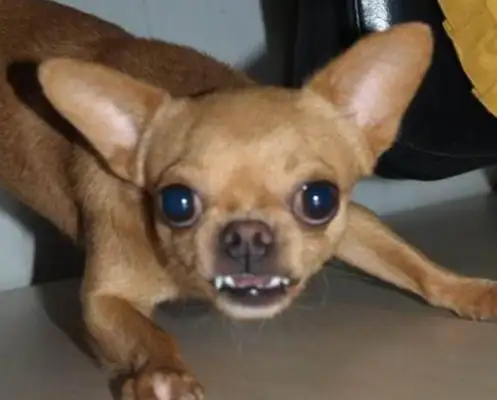 Chihuahua wants to go to the table and step on the big dog! Why would a big dog get bullied by a dog