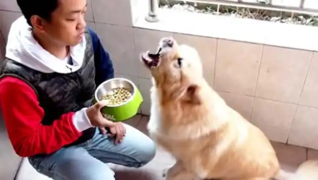 The lion bites the dog teacher, and the lady says the real reason: the dog was stabbed with a stick. Pass